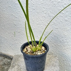 【洋蘭原種】Maxillaria.tenuifolia 香りありの画像
