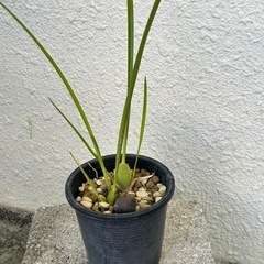 【洋蘭原種】Maxillaria.tenuifolia 香りありの画像