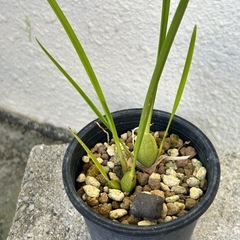 【洋蘭原種】Maxillaria.tenuifolia 香りありの画像
