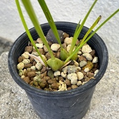 【洋蘭原種】Maxillaria.tenuifolia 香りありの画像