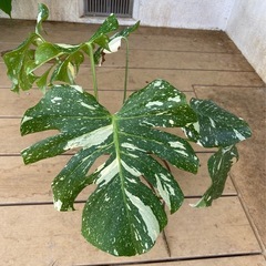 モンステラ・タイコンステレーションの画像