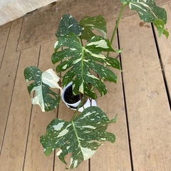 モンステラ・タイコンステレーションの画像