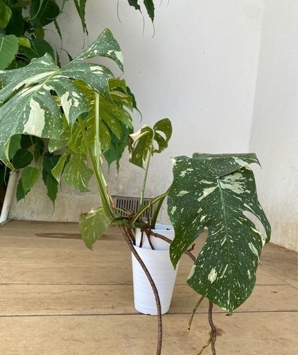 モンステラ・タイコンステレーション