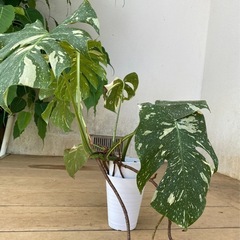 モンステラ・タイコンステレーションの画像