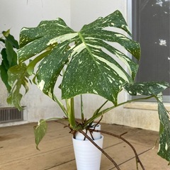 モンステラ・タイコンステレーションの画像