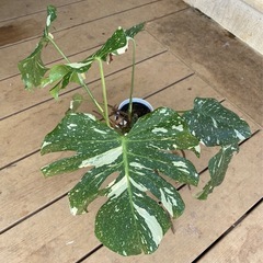 モンステラ・タイコンステレーションの画像