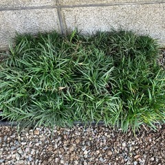 玉竜の画像