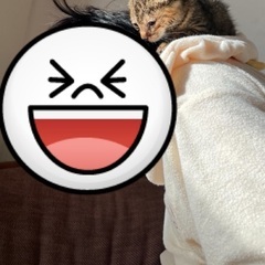 およそ生後2ヶ月　捨て猫のようです