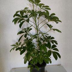 　観葉植物　カポック　シェフレアの画像