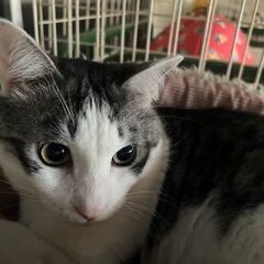 とても🍀飼いやすい子なので単身者、高齢者可です。
