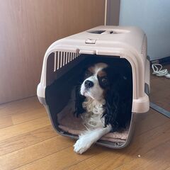 リッチェル キャンピングキャリー 小型犬・猫用 ダークブラウン ...