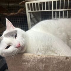 とても飼いやすい子なので単身者、高齢者可です！