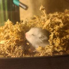 赤ちゃんハムスター 1匹の画像