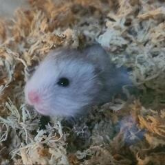 赤ちゃんハムスター 1匹