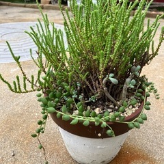 多肉植物①
