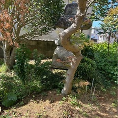 伐採、抜根承ります！