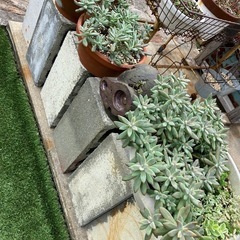 多肉植物②
