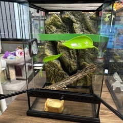 爬虫類飼育セットエキゾラグラステラリウム3045の画像
