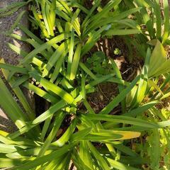 【受渡し先決定】　アガパンサス苗の画像