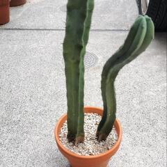 サボテン