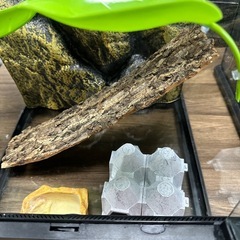 爬虫類飼育セットエキゾラグラステラリウム3045の画像