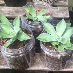 【決まりました】植物【アガベ】1