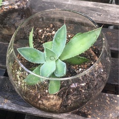 【決まりました】観葉植物【アガベ】2