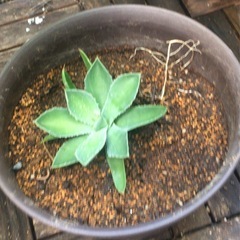 【決まりました】観葉植物【アガベ】3