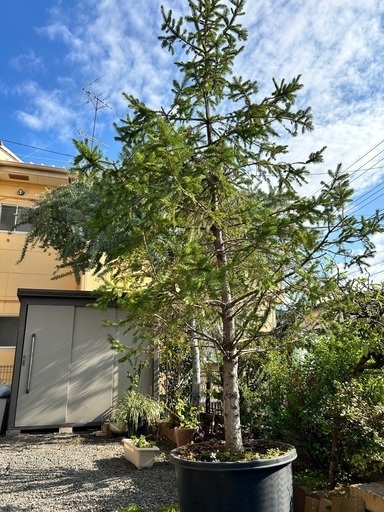 もみの木(3.5M程)　本物