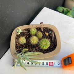 サボテンと多肉寄せ植え　ダ①の画像