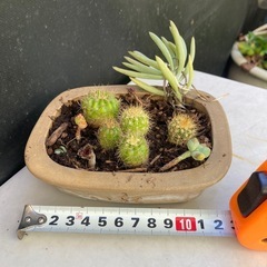 サボテンと多肉寄せ植え　ダ①
