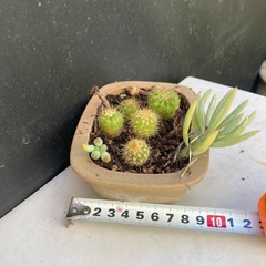サボテンと多肉寄せ植え　ダ①の画像