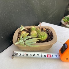 サボテンと多肉寄せ植え　ダ①の画像