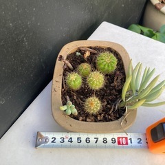 サボテンと多肉寄せ植え　ダ①の画像