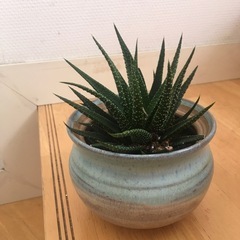 【決まりました】観葉植物【多肉植物】