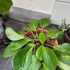 ヒマラヤユキノシタ？