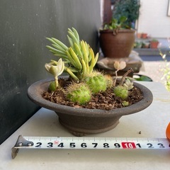 サボテンと多肉植物の寄せ植え　ダ②