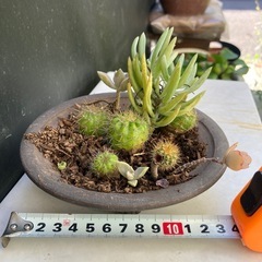サボテンと多肉植物の寄せ植え　ダ②の画像