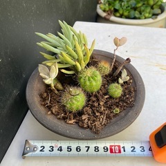 サボテンと多肉植物の寄せ植え　ダ②の画像