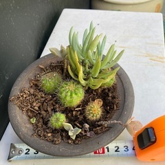 サボテンと多肉植物の寄せ植え　ダ②の画像