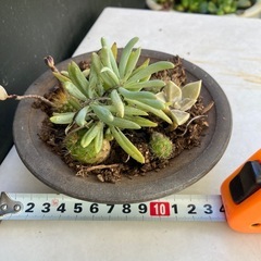 サボテンと多肉植物の寄せ植え　ダ②の画像