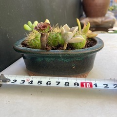 サボテンと多肉植物の寄せ植え　フ③