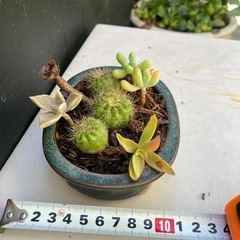 サボテンと多肉植物の寄せ植え　フ③の画像