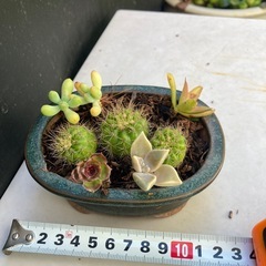 サボテンと多肉植物の寄せ植え　フ③の画像