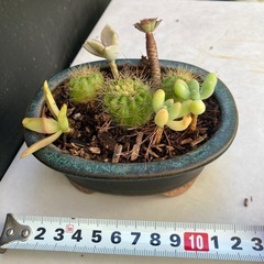 サボテンと多肉植物の寄せ植え　フ③の画像