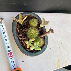 サボテンと多肉植物の寄せ植え　フ③の画像