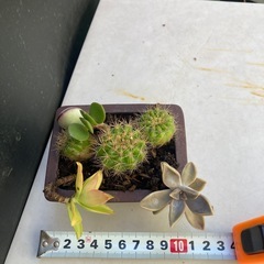 サボテンと多肉植物の寄せ植え　フ④の画像