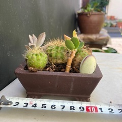 サボテンと多肉植物の寄せ植え　フ④