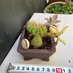 サボテンと多肉植物の寄せ植え　フ④の画像
