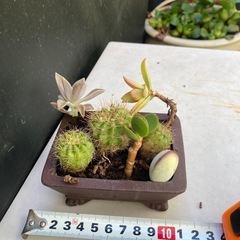 サボテンと多肉植物の寄せ植え　フ④の画像